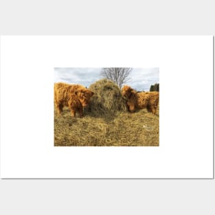 Scottish Highland Cattle Calves 1754 Posters and Art